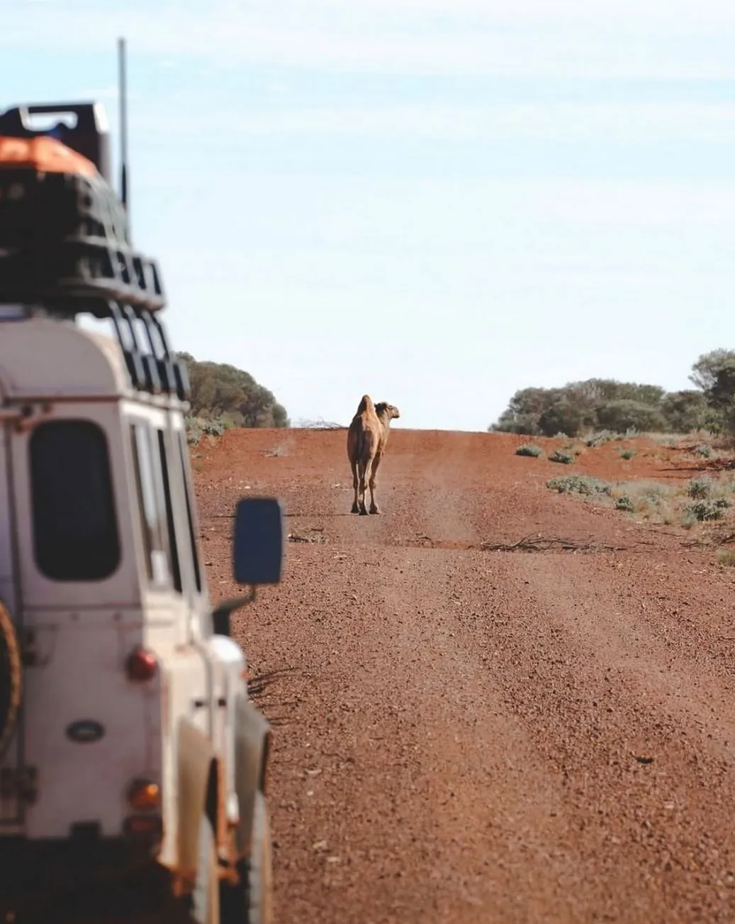 Permaculture and Sanity | How Can I Spend a Day in Alice Springs? Early Afternoon Camel or Cultural Tour