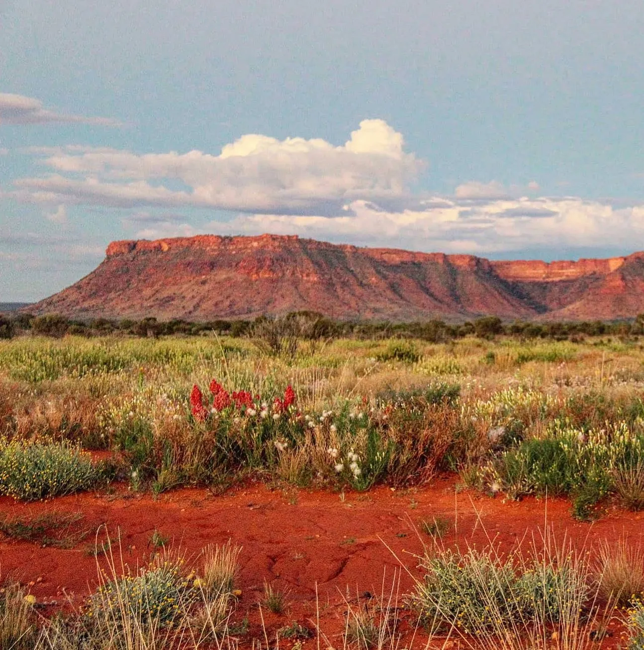 Permaculture and Sanity | How far is Kings Canyon from Uluru? Mt. Conner